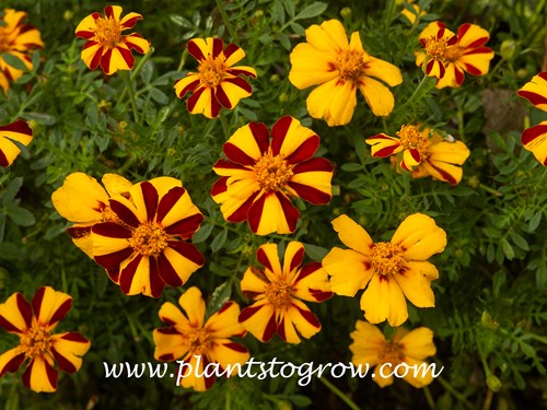 Mr Majestic Marigold (Tagetes patula)